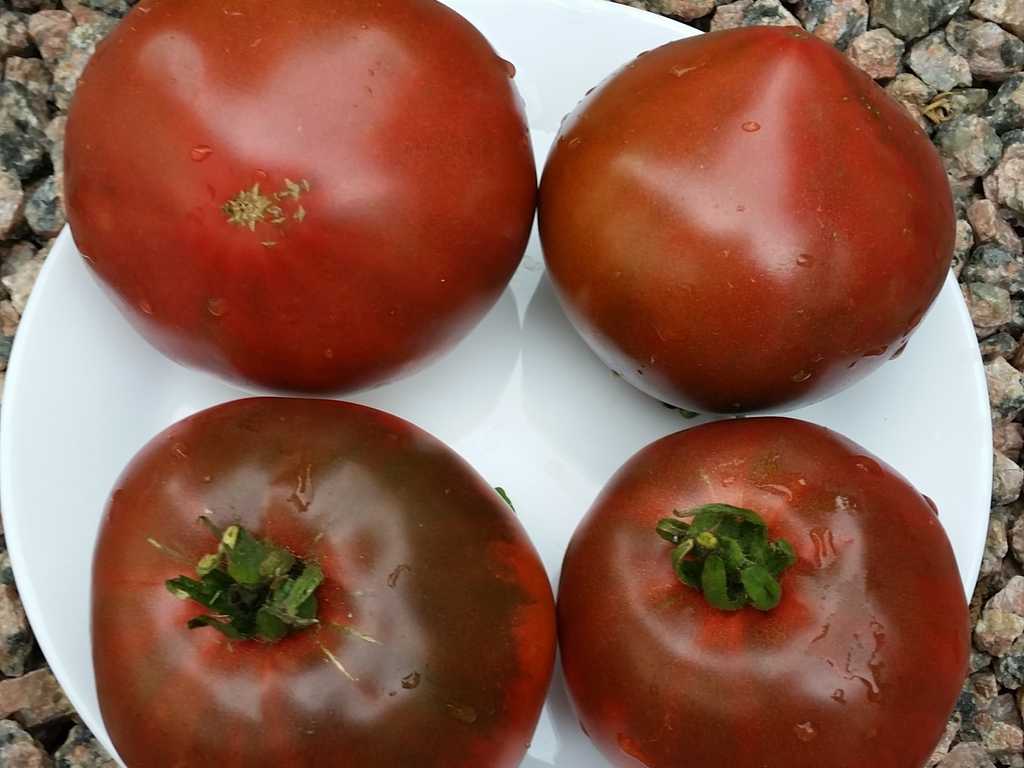 Negrillo de Almaguera